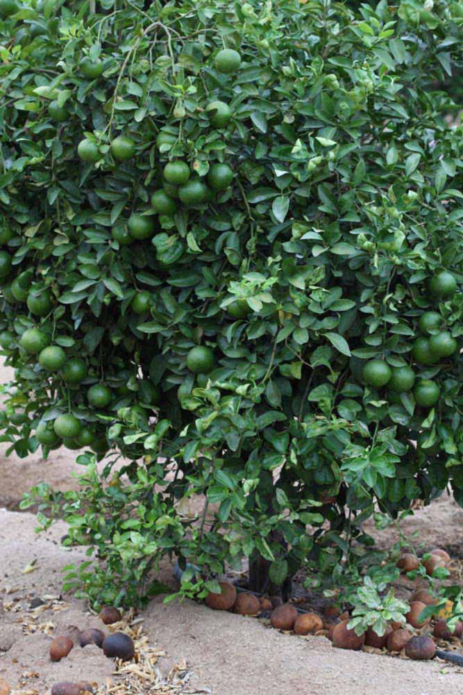            Habit (Riverside, CA)   